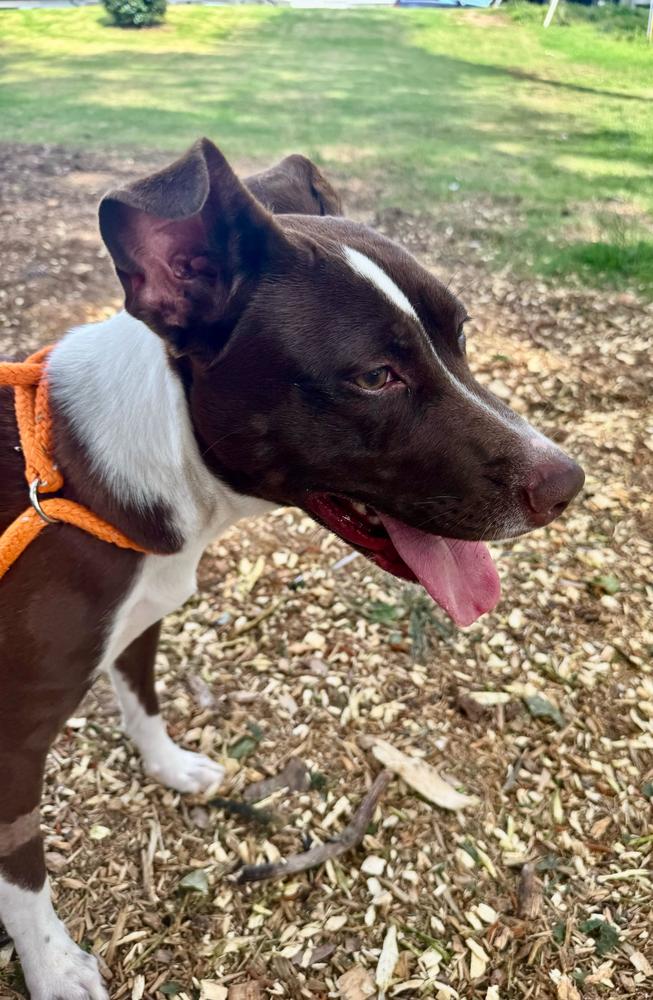 Luna, Adoptable, Young Female Labrador Retriever.