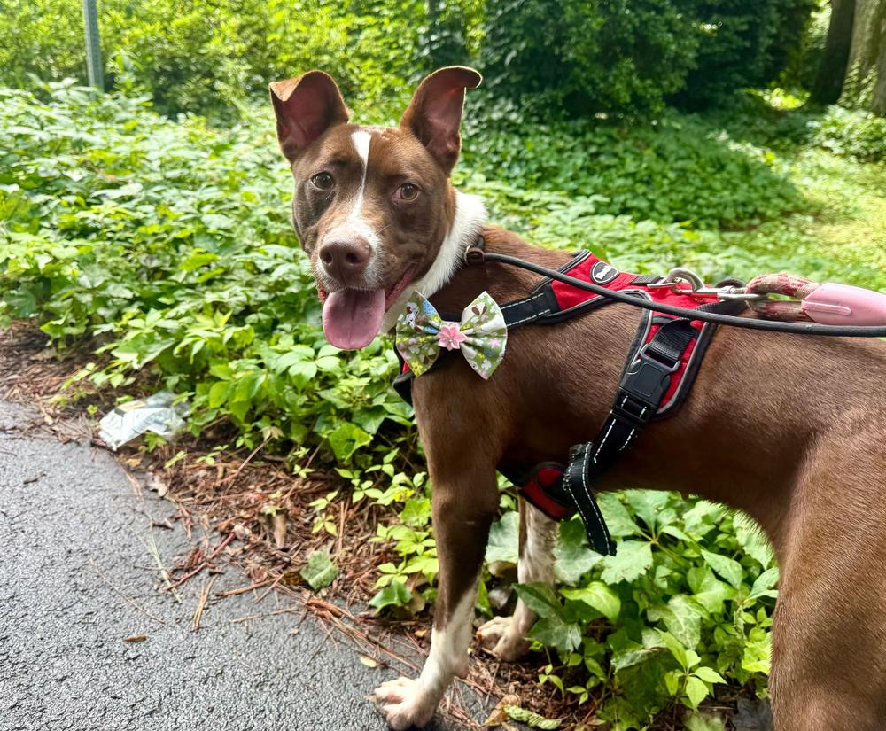 Enlarge Luna, a Adoptable mixed breed in Marietta, GA image 3/6