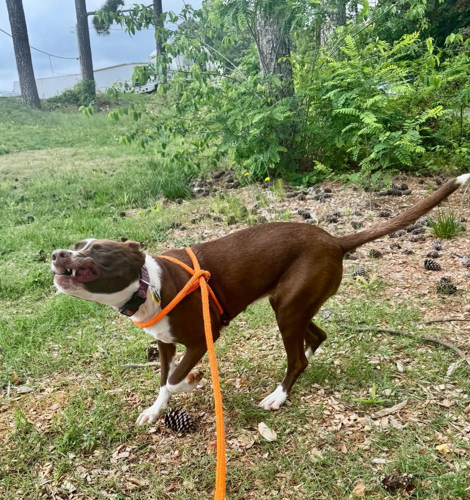 Enlarge Luna, a Adoptable mixed breed in Marietta, GA image 4/6