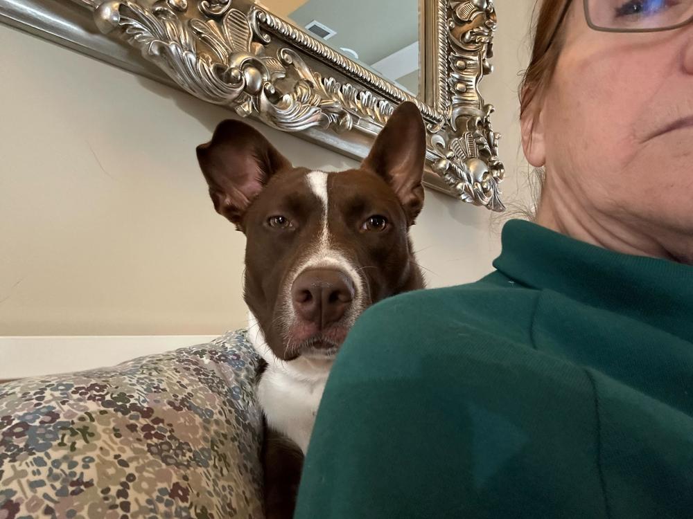 Enlarge Luna, a Adoptable mixed breed in Marietta, GA image 4/6