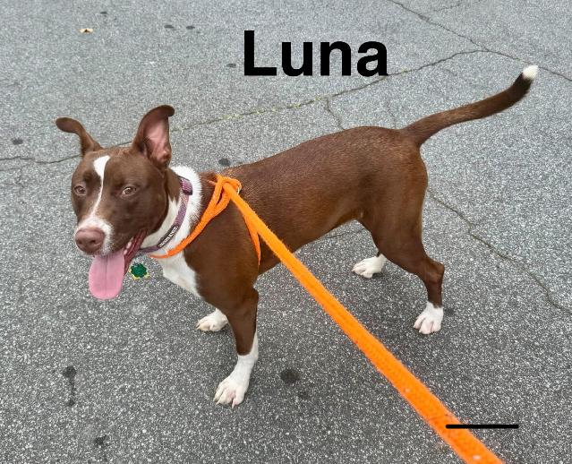 Enlarge Luna, a Adoptable mixed breed in Marietta, GA image 5/6
