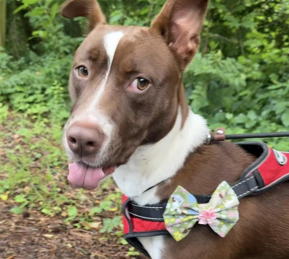 Enlarge Luna, a Adoptable mixed breed in Marietta, GA image 5/6