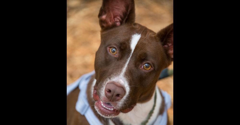 Enlarge Luna, a Adoptable mixed breed in Marietta, GA image 6/6
