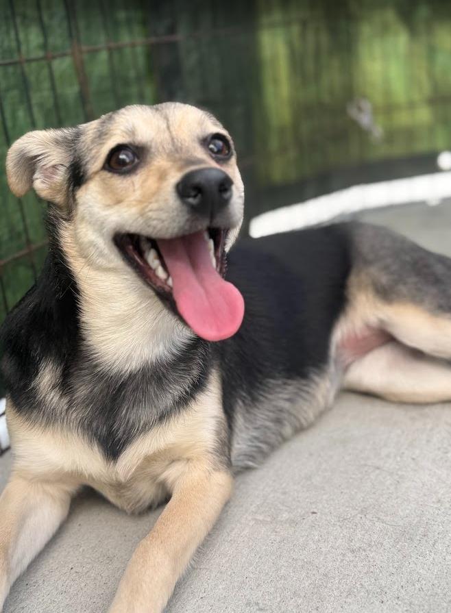 Enlarge Ana, a Adoptable mixed breed in Escondido, CA image 1/1