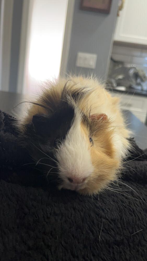 Carmello, Adoptable, Adult Male Guinea Pig.