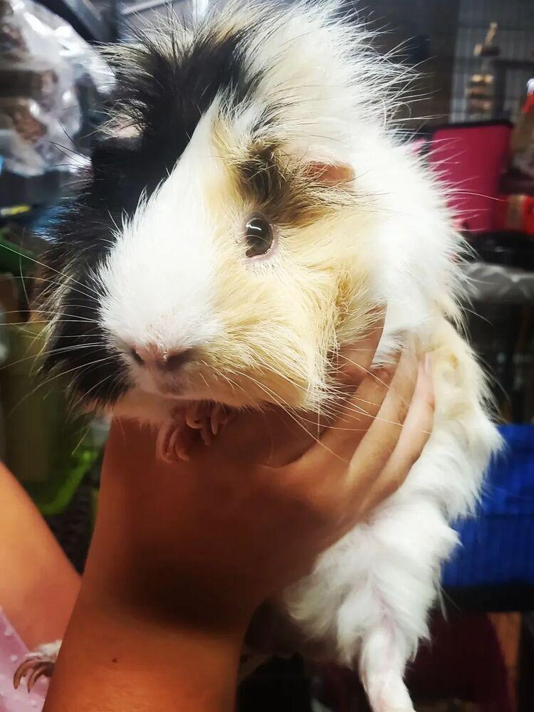 Enlarge Carmello, a Adoptable Guinea Pig in Port Saint Lucie, FL image 2/2