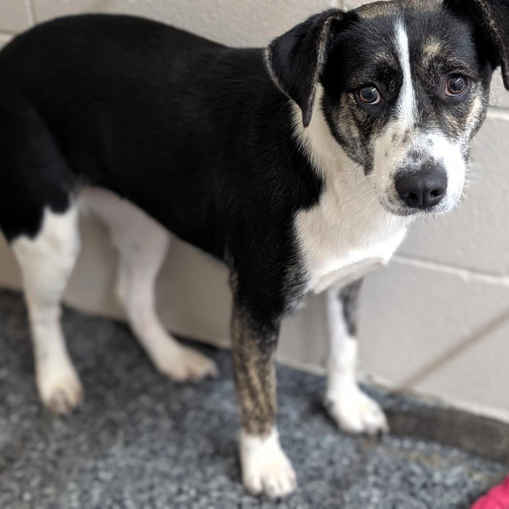 Peg, Adoptable, Adult Female Cattle Dog.
