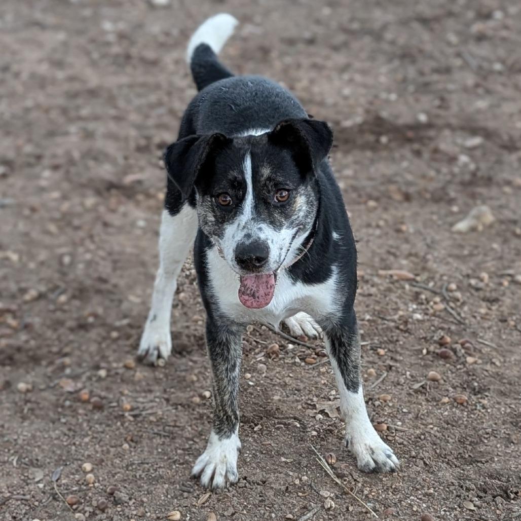 Peg, a Adoptable mixed breed in Buchanan Dam, TX image 2/4