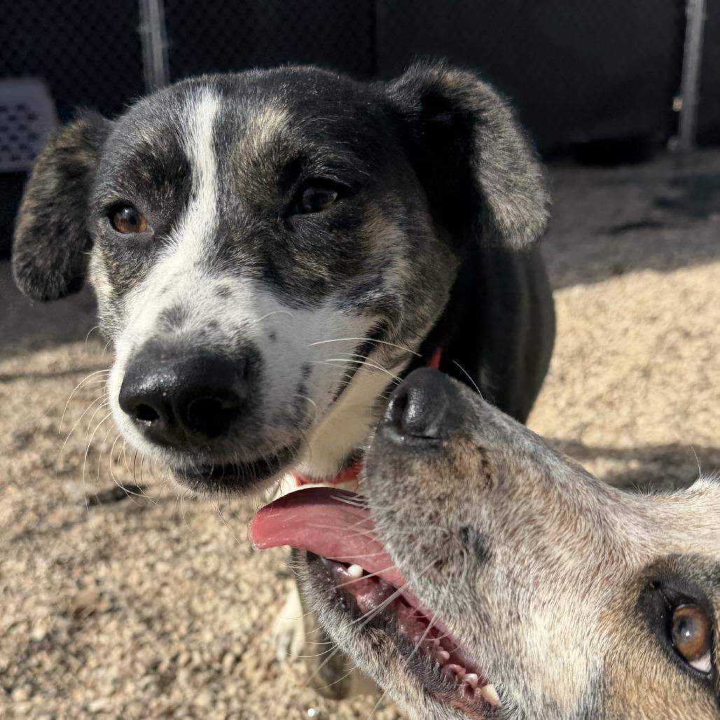 Peg, a Adoptable mixed breed in Buchanan Dam, TX image 3/4