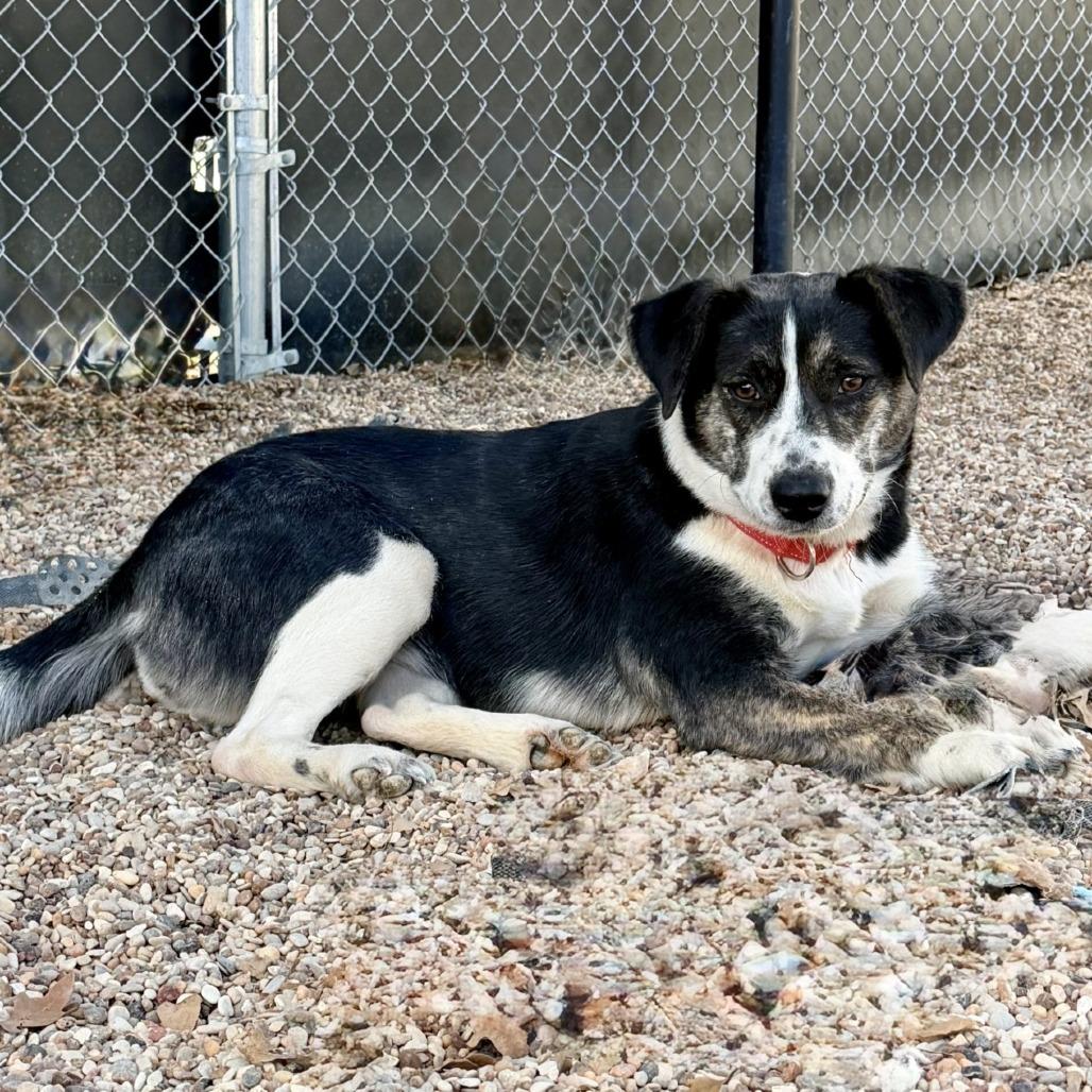 Peg, a Adoptable mixed breed in Buchanan Dam, TX image 4/4