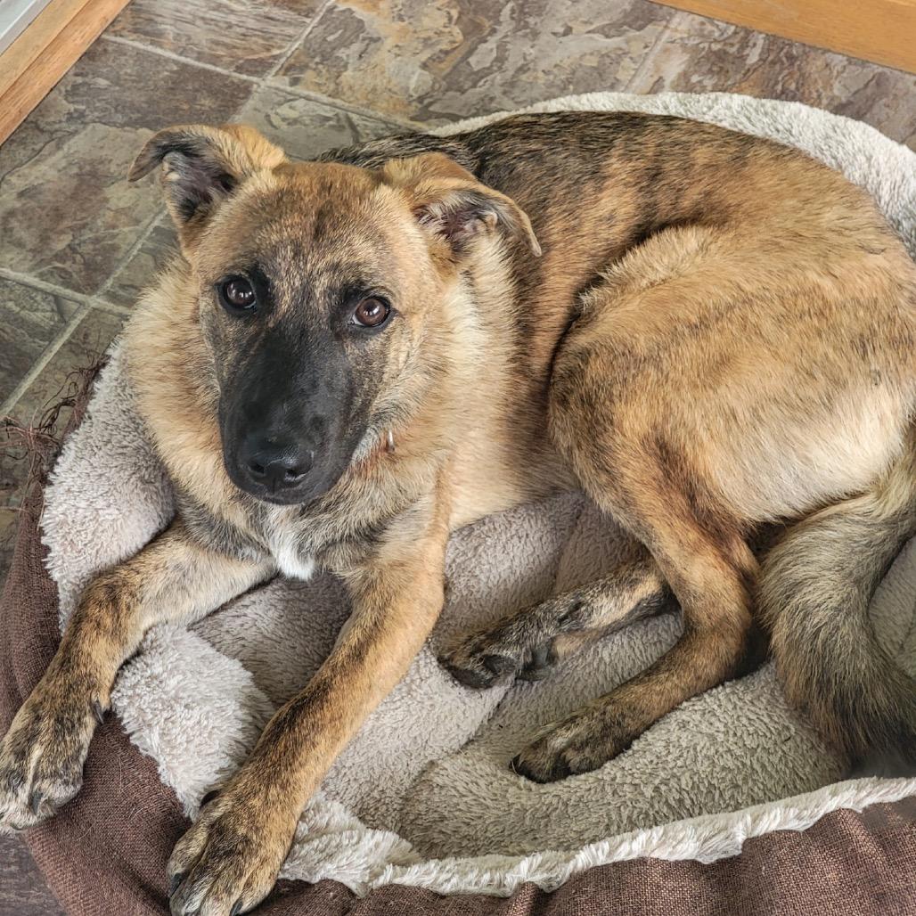 Abby, a Adoptable mixed breed in Fort Collins, CO image 4/6