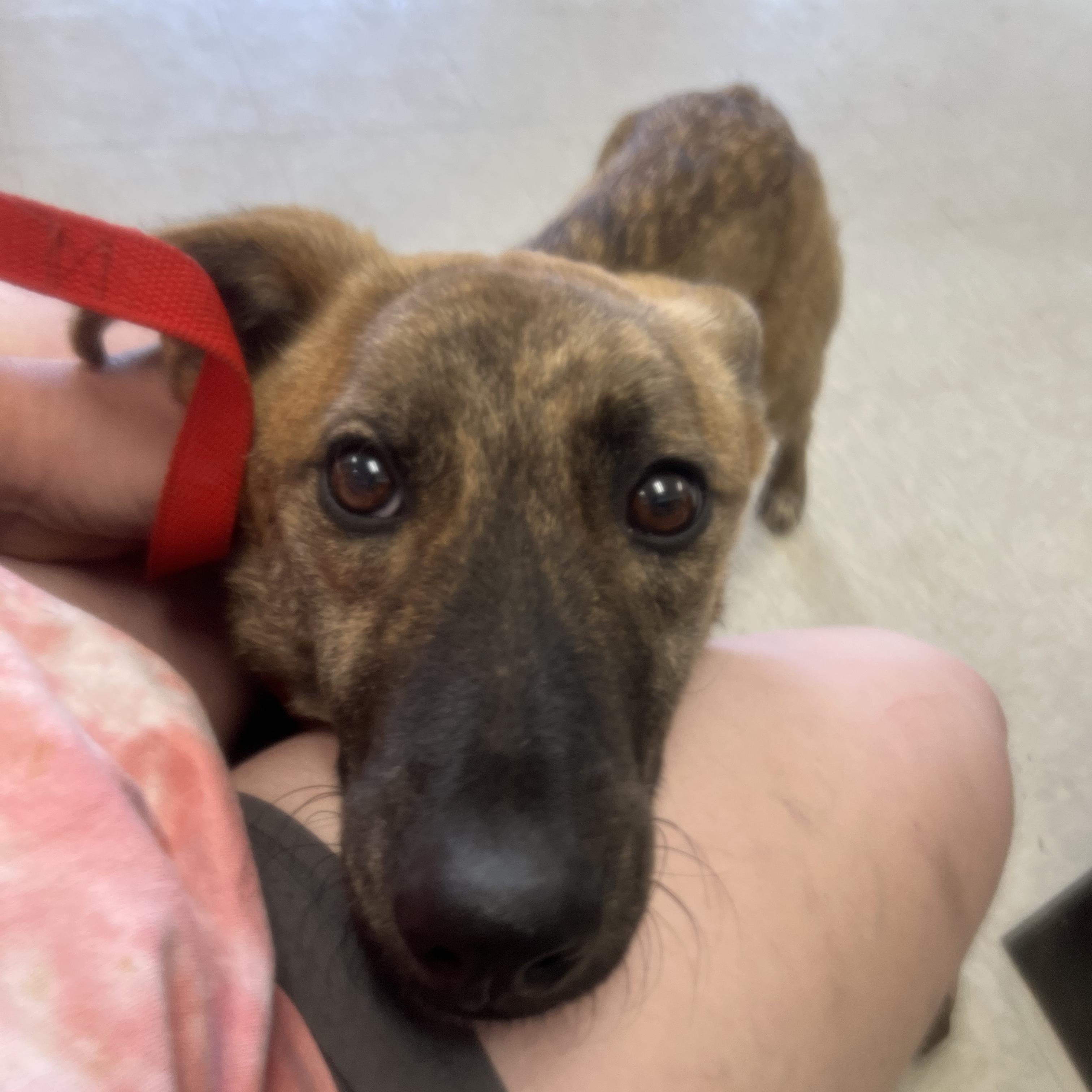 Abby, a Adoptable mixed breed in Fort Collins, CO image 6/6