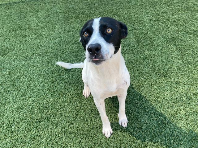 BRADY, a Adoptable Mixed Breed in Dallas, TX image 2/2