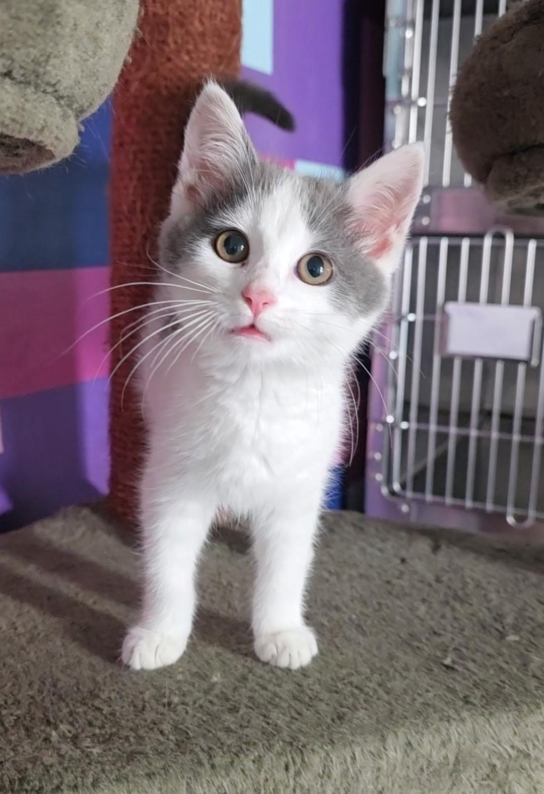 Enlarge Lulu, a ADOPTABLE Domestic Short Hair in Reisterstown, MD image 4/4