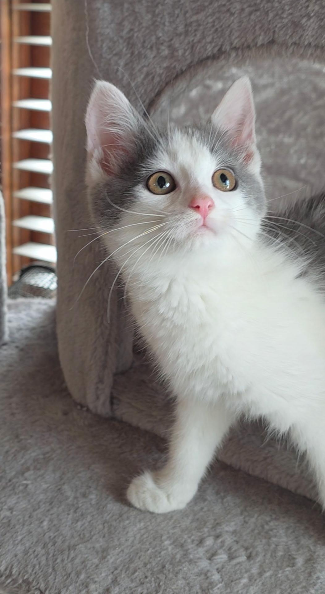 Enlarge Lulu, a ADOPTABLE Domestic Short Hair in Reisterstown, MD image 2/4