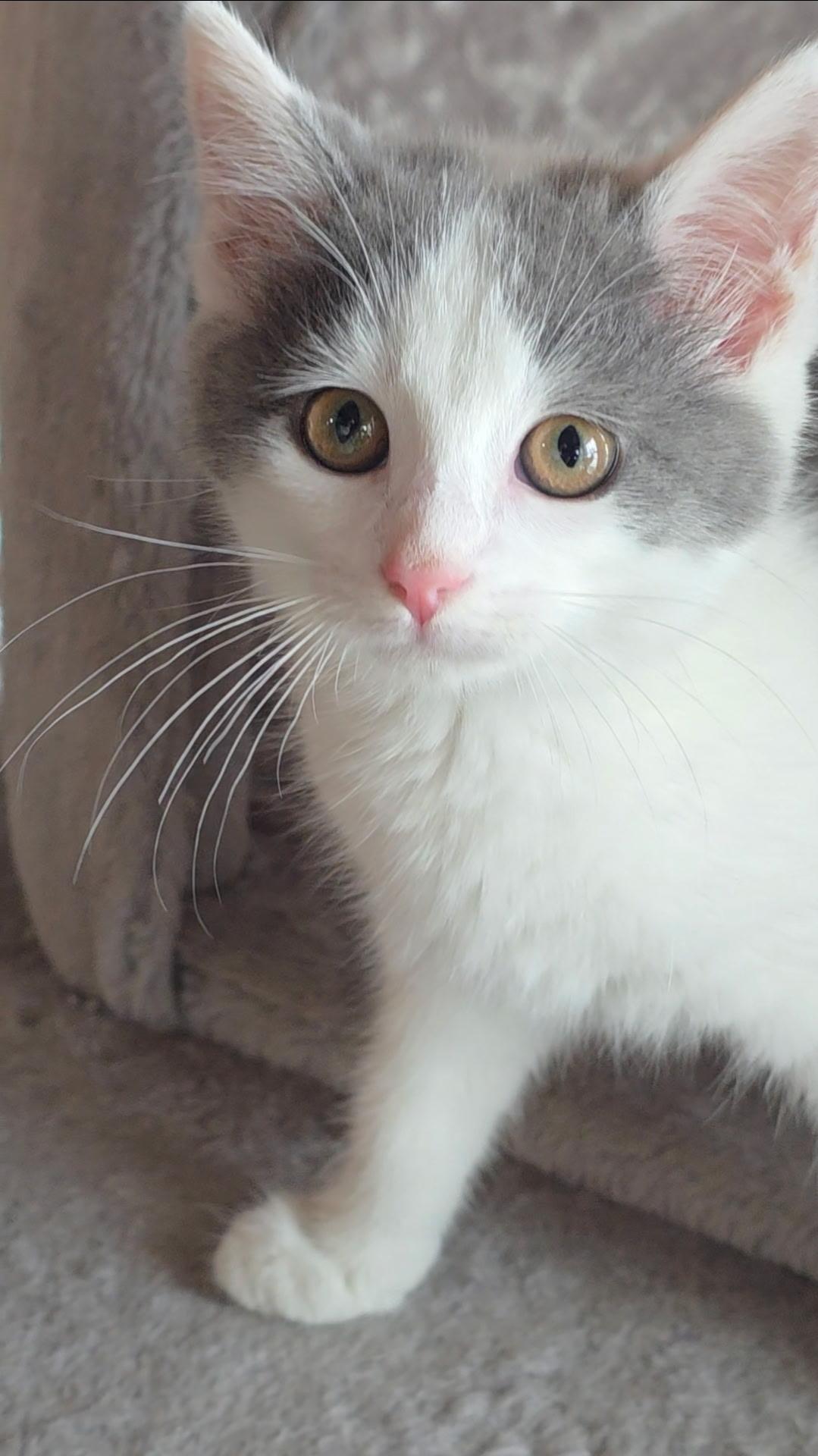Enlarge Lulu, a ADOPTABLE Domestic Short Hair in Reisterstown, MD image 3/4