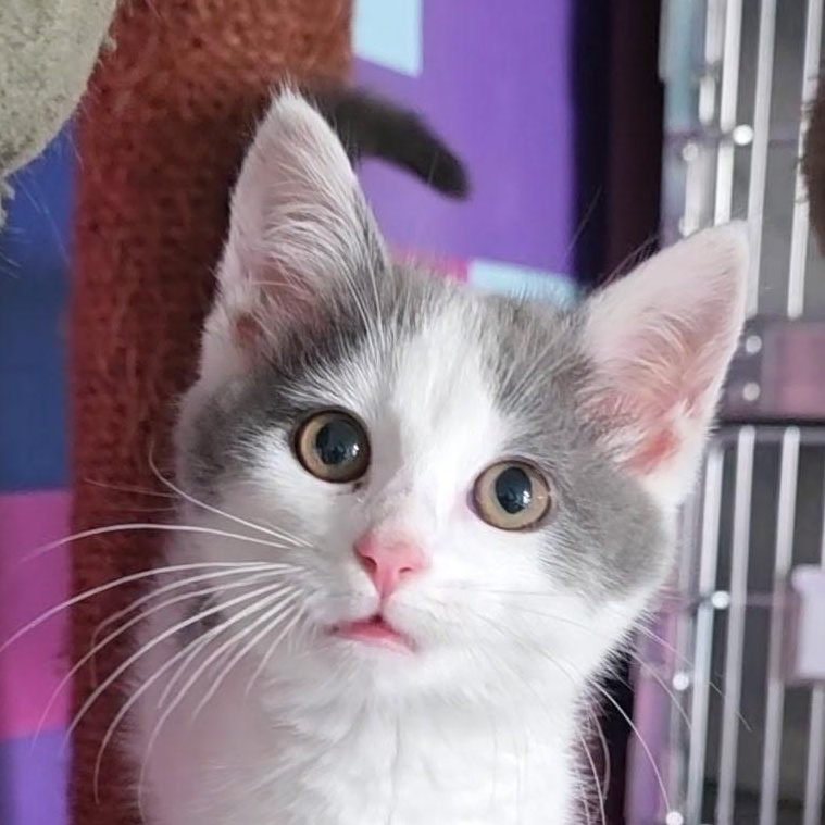 Lulu, ADOPTABLE, Kitten Female Domestic Short Hair.