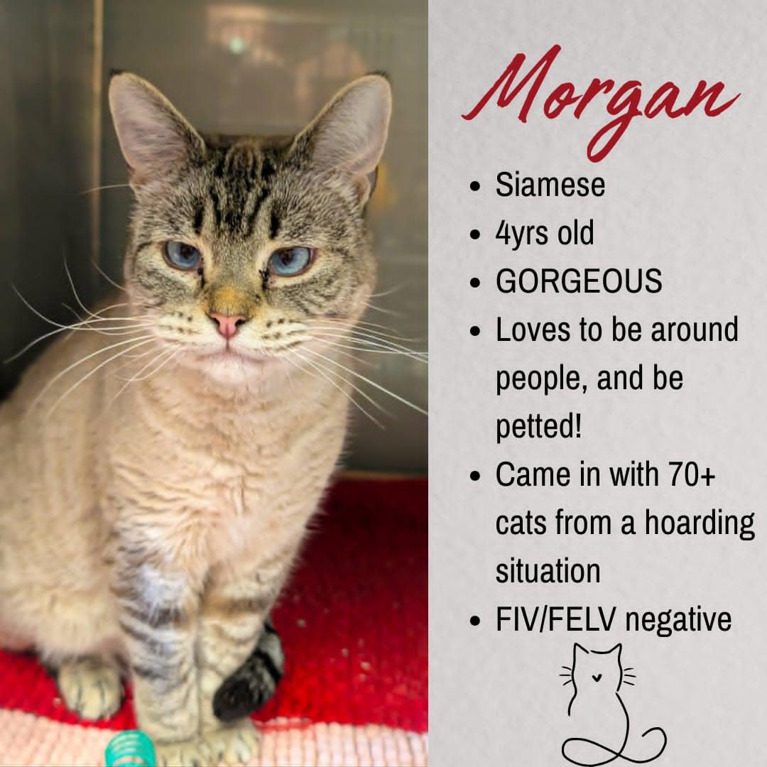 Morgan, ADOPTABLE, Adult Female Siamese.