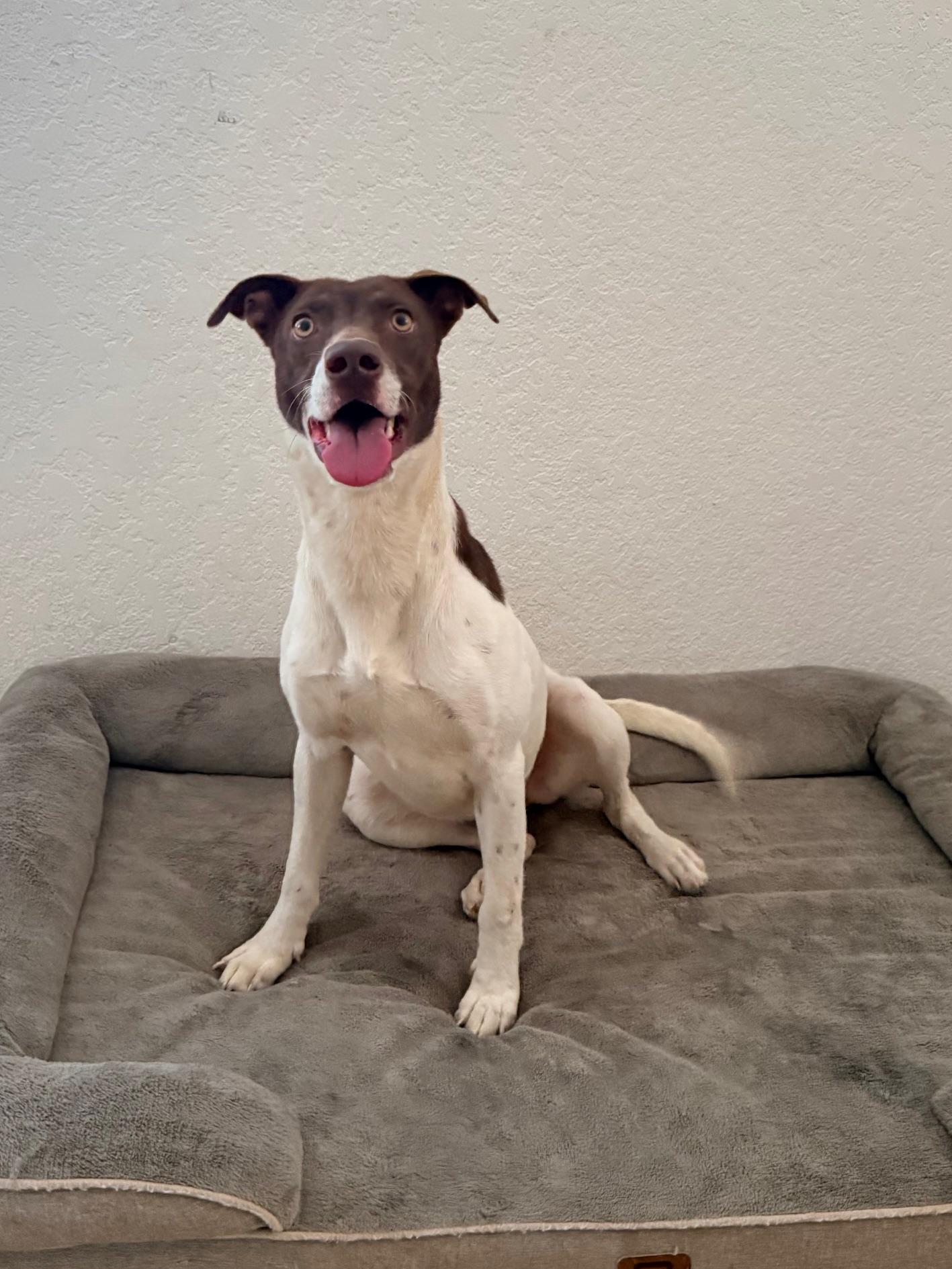 Enlarge Spencer, a Adoptable mixed breed in Stephenville, TX image 2/6