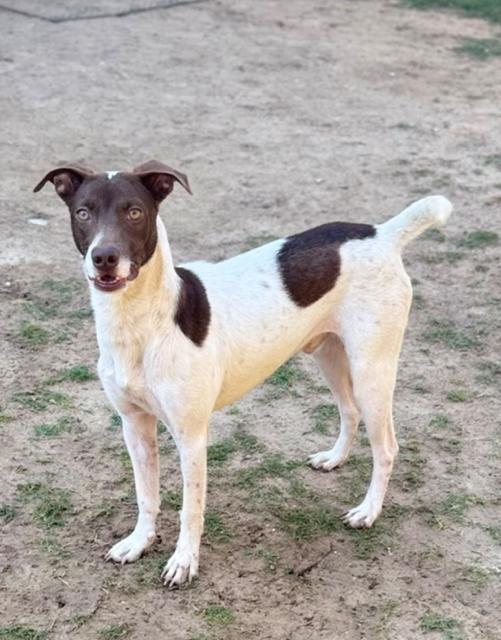Enlarge Spencer, a Adoptable mixed breed in Stephenville, TX image 4/6