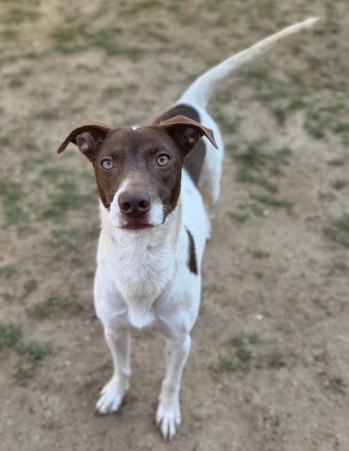 Enlarge Spencer, a Adoptable mixed breed in Stephenville, TX image 6/6