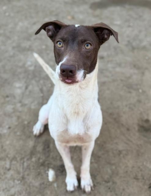 Enlarge Spencer, a Adoptable mixed breed in Stephenville, TX image 1/6