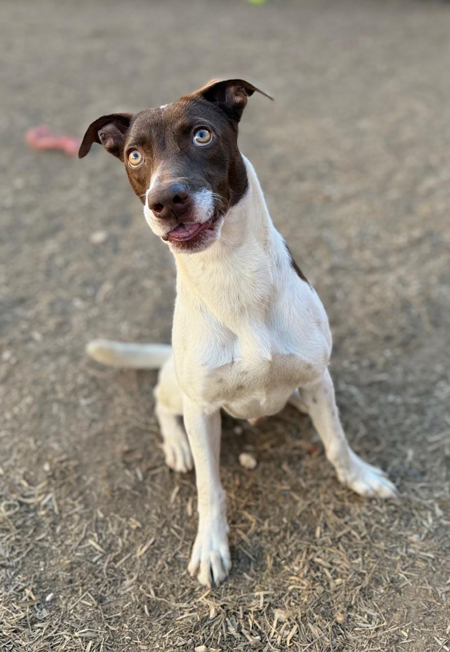 Enlarge Spencer, a Adoptable mixed breed in Stephenville, TX image 3/6