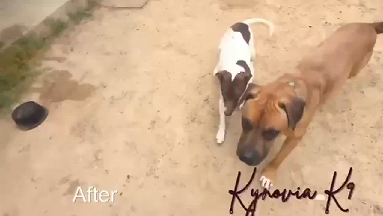 Enlarge Spencer, a Adoptable mixed breed in Stephenville, TX video 5/6