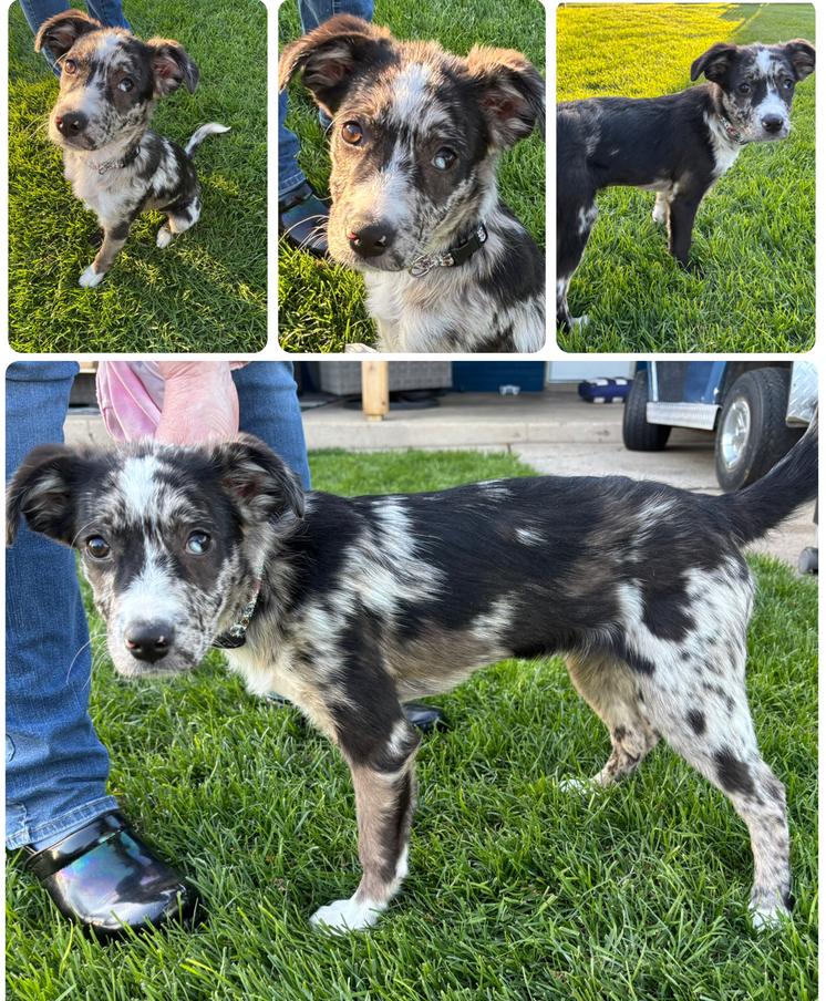 Hallie, a Adoptable mixed breed in Union Grove, WI image 1/6