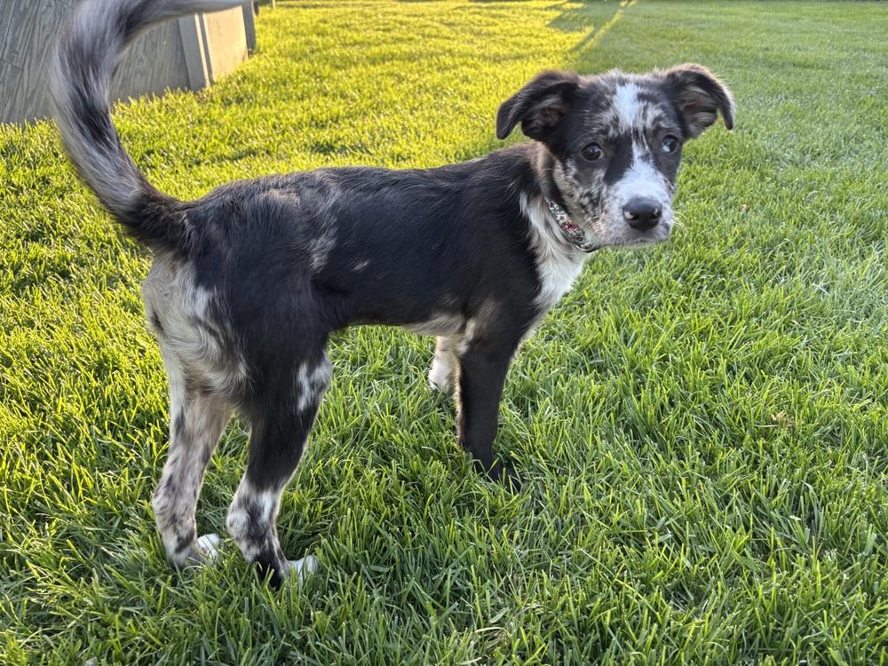 Hallie, a Adoptable mixed breed in Union Grove, WI image 2/6