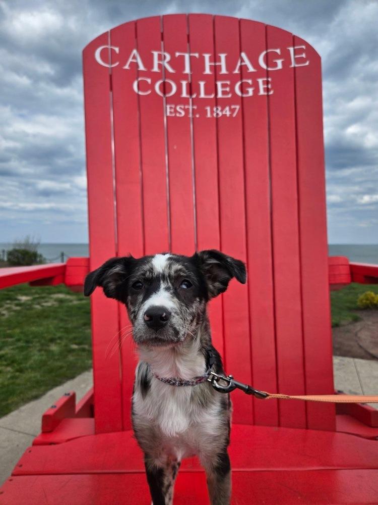 Hallie, a Adoptable mixed breed in Union Grove, WI image 3/6