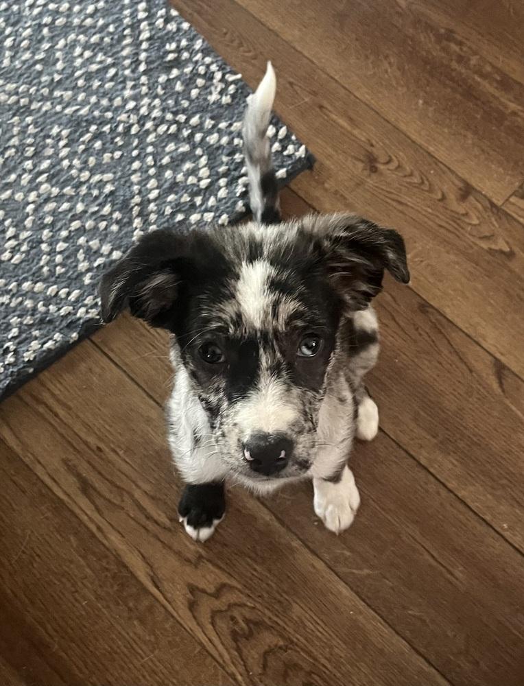 Enlarge Hallie, a Adoptable mixed breed in Union Grove, WI image 1/1