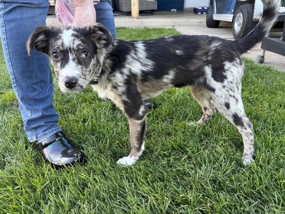 Hallie, a Adoptable mixed breed in Union Grove, WI image 4/6