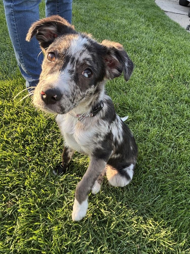 Hallie, a Adoptable mixed breed in Union Grove, WI image 5/6