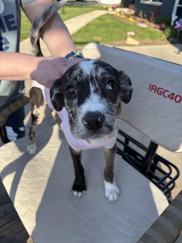 Hallie, a Adoptable mixed breed in Union Grove, WI image 6/6