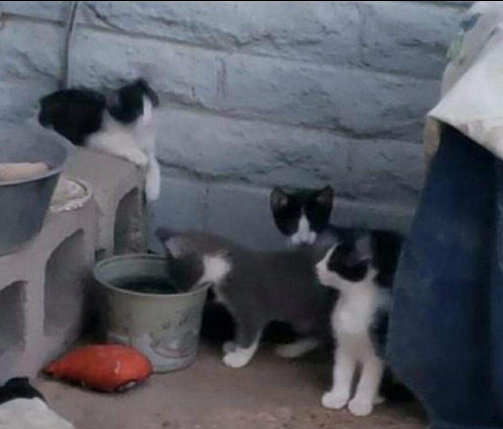 Graesyn, Adopted, Kitten Female Domestic Short Hair.