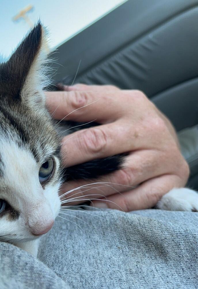 Graesyn, a Adopted Domestic Short Hair in Thatcher, AZ image 2/3