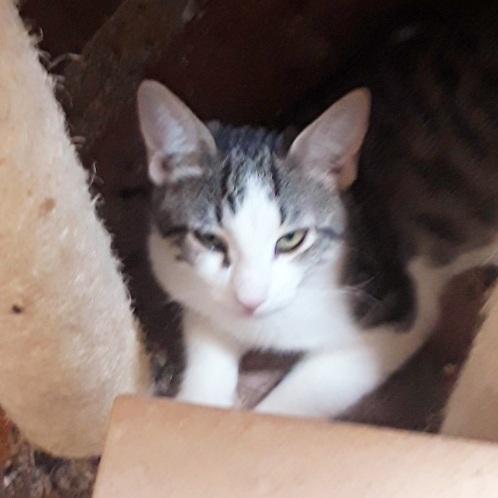 Graesyn, Adopted, Kitten Female Domestic Short Hair.