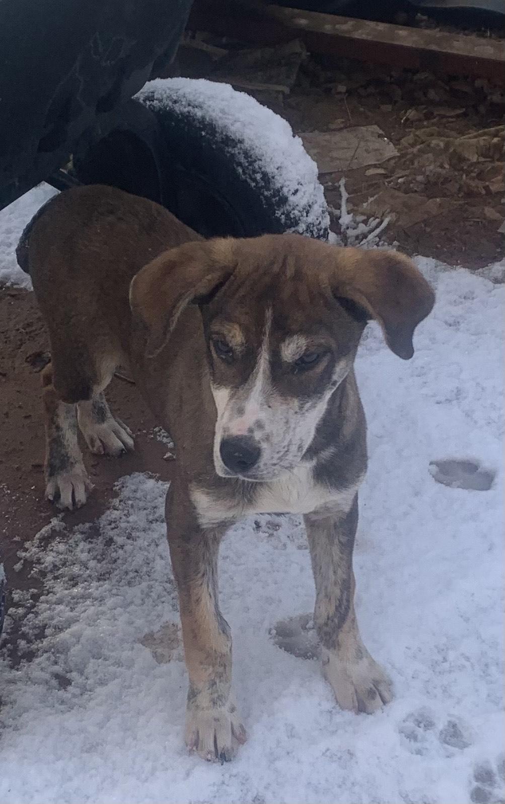 Enlarge Link, a Adoptable mixed breed in Albuquerque, NM image 5/5