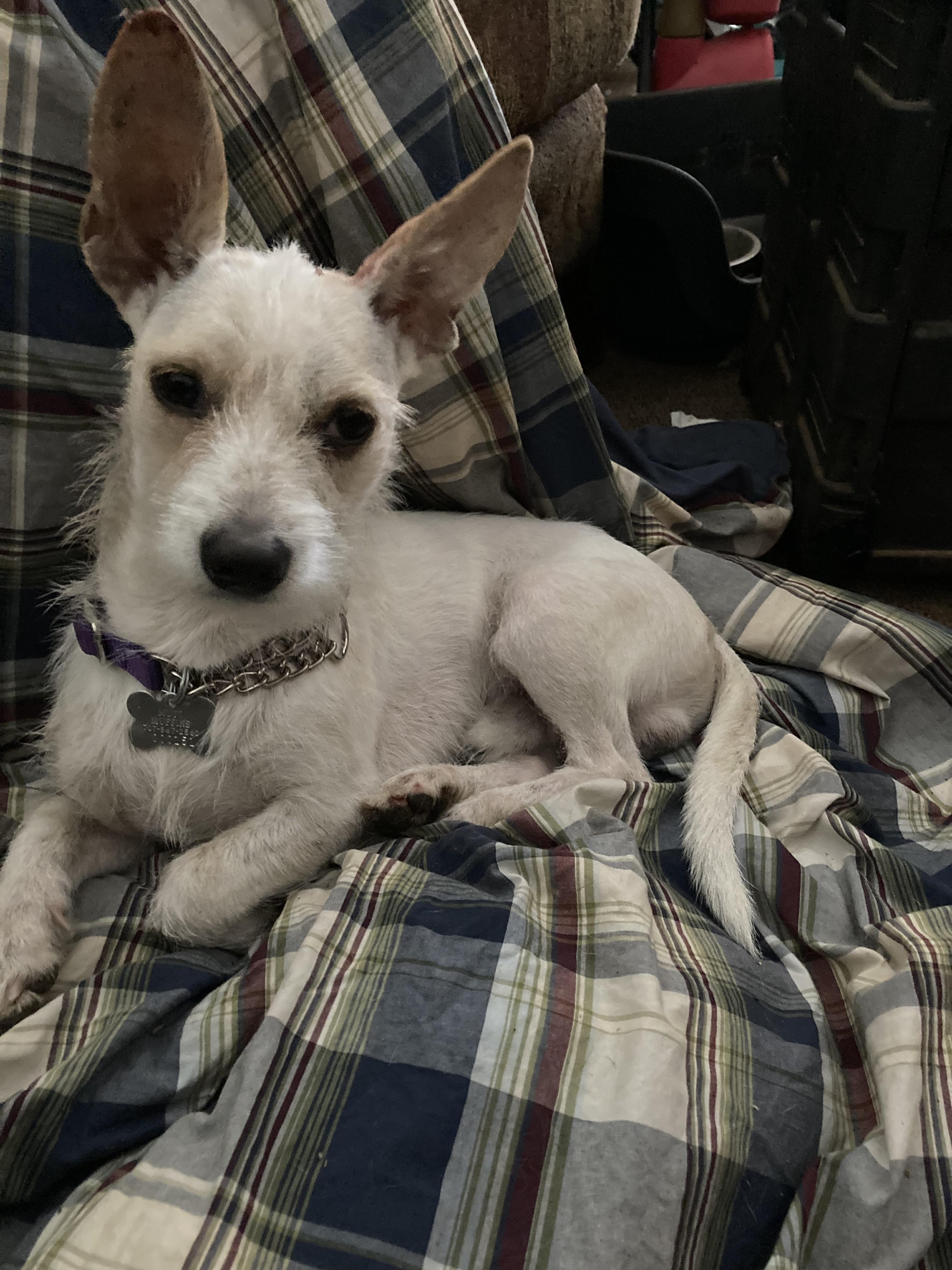 Marty , a ADOPTABLE mixed breed in Pittsburg, CA image 1/2