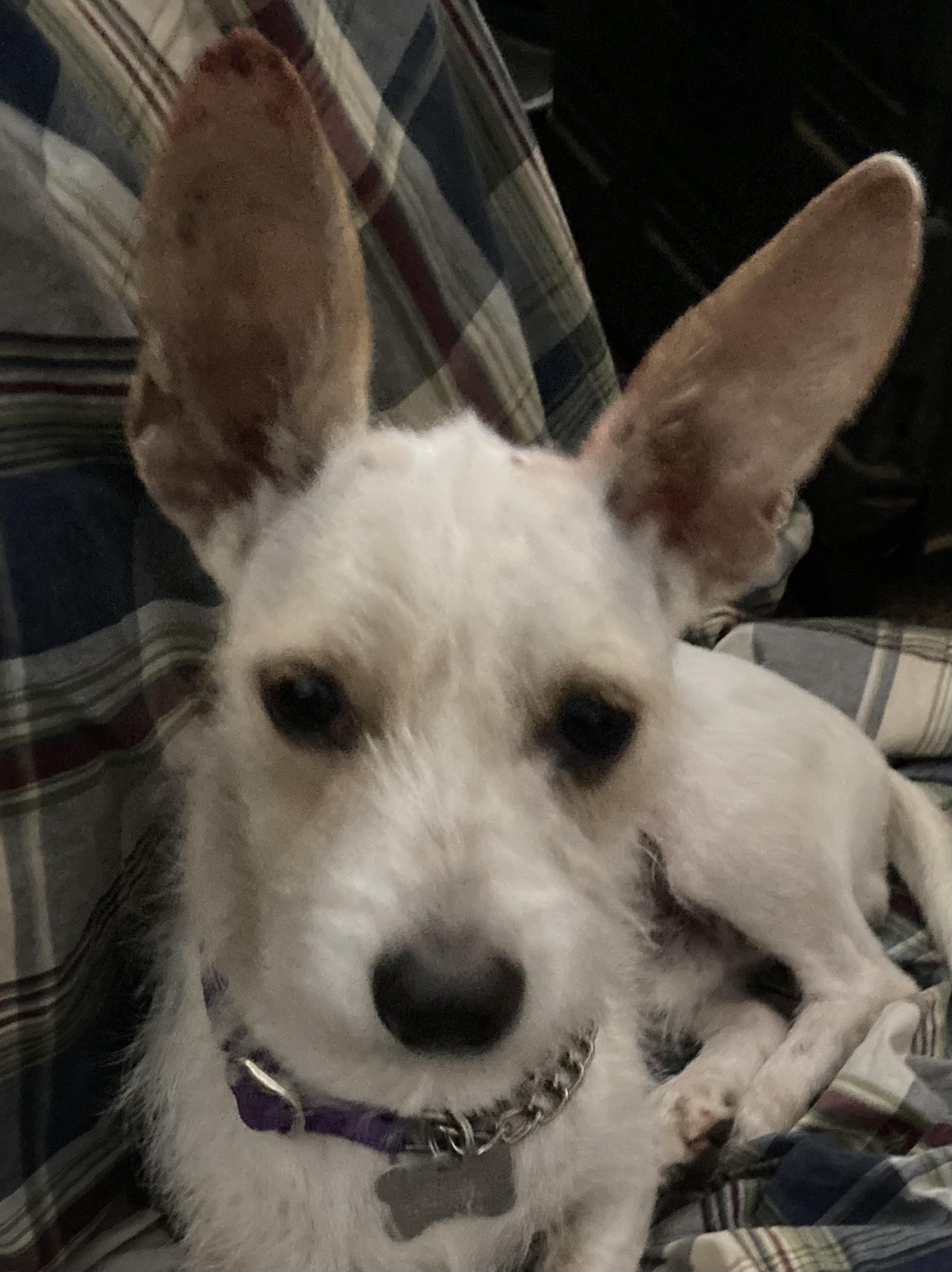 Marty , a ADOPTABLE mixed breed in Pittsburg, CA image 2/2