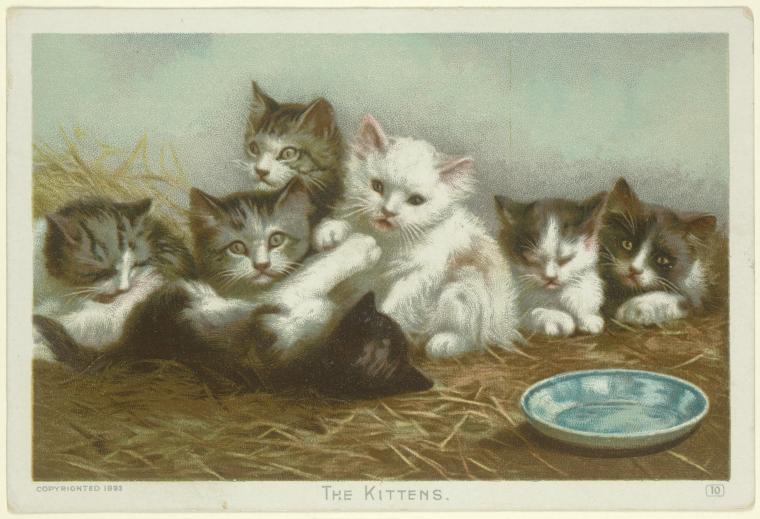 Kittens, Baby Female unknown