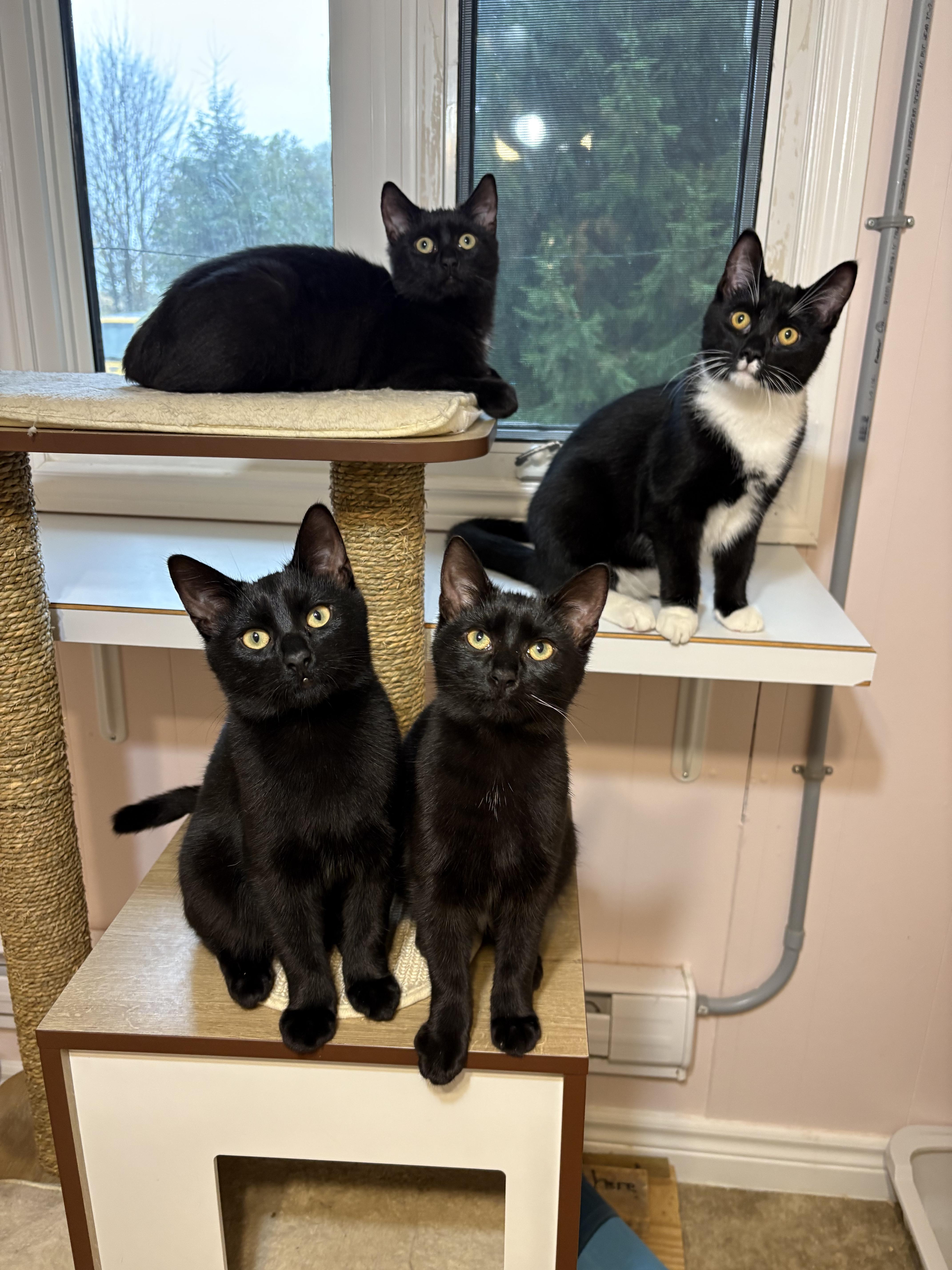 Enlarge Kittens, a Adoptable Domestic Short Hair in East Garafraxa, ON image 1/1