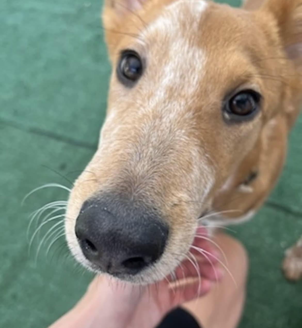 Jude, adoptable, Puppy Male Australian Cattle Dog / Blue Heeler.