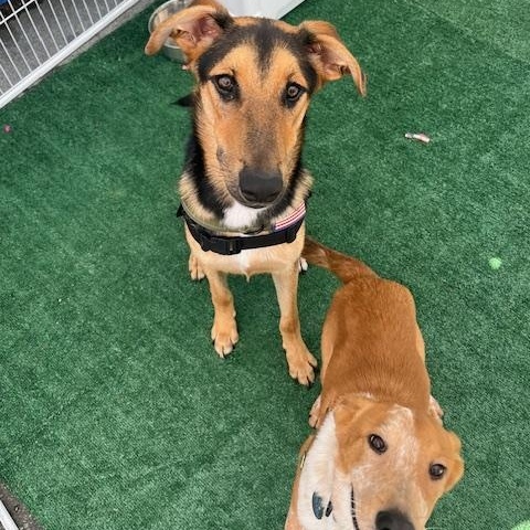 Jude, an adoptable mixed breed in Santa Clara, CA image 2/4