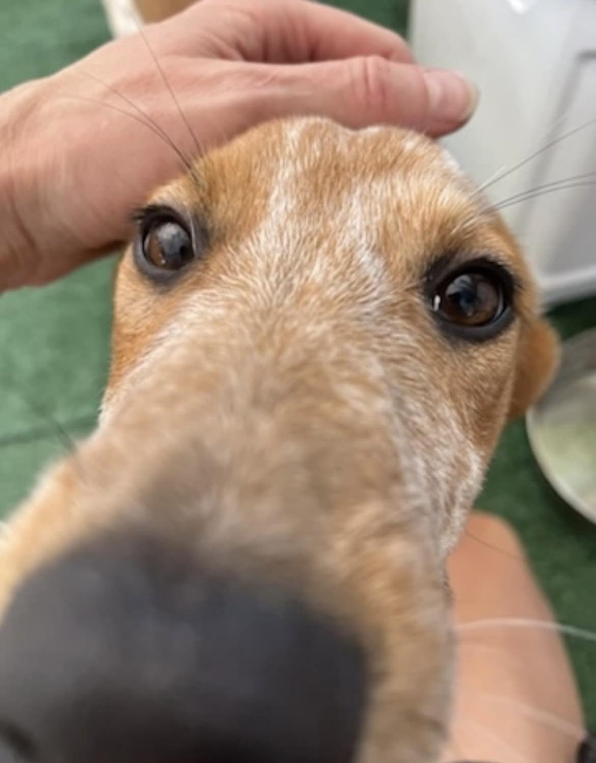 Jude, an adoptable mixed breed in Santa Clara, CA image 4/4