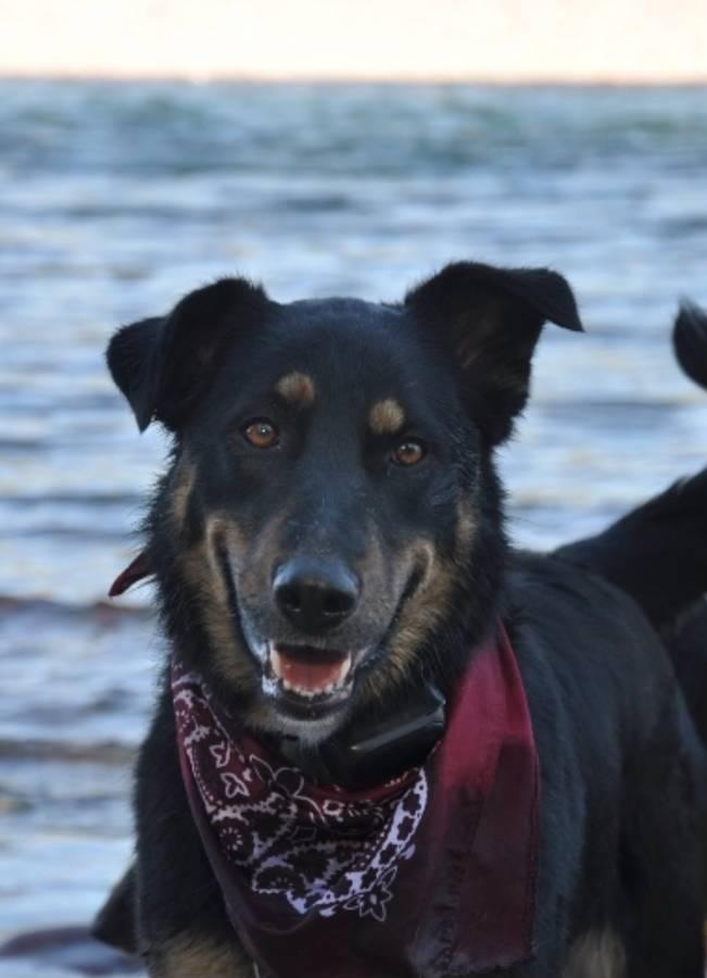 Rajah - Courtesy Listing see info , a ADOPTABLE mixed breed in Polson, MT image 1/4