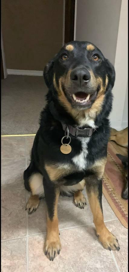Rajah - Courtesy Listing see info , a ADOPTABLE mixed breed in Polson, MT image 4/4
