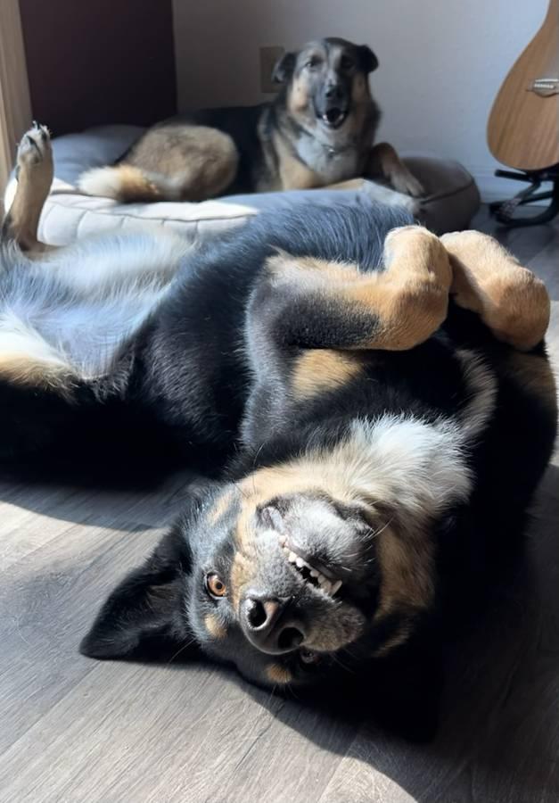 Rajah - Courtesy Listing see info , a ADOPTABLE mixed breed in Polson, MT image 2/4