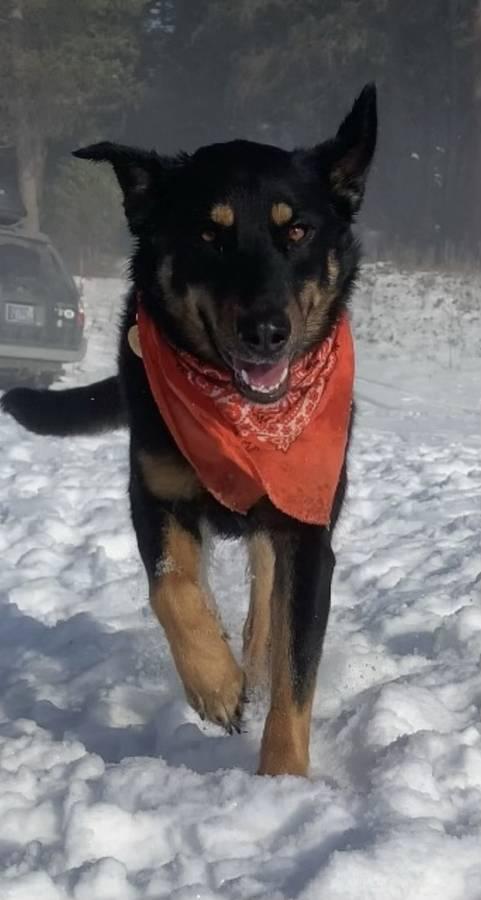 Rajah - Courtesy Listing see info , a ADOPTABLE mixed breed in Polson, MT image 3/4